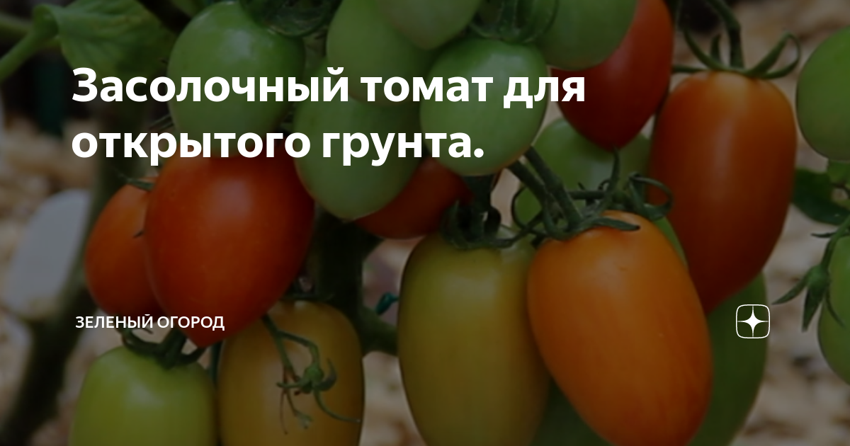 Засолочный томат для открытого грунта. | Зеленый Огород | Дзен