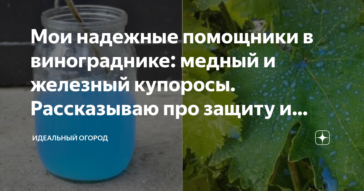 Как разводить медный купорос для огурцов. Виноград листики белеют.