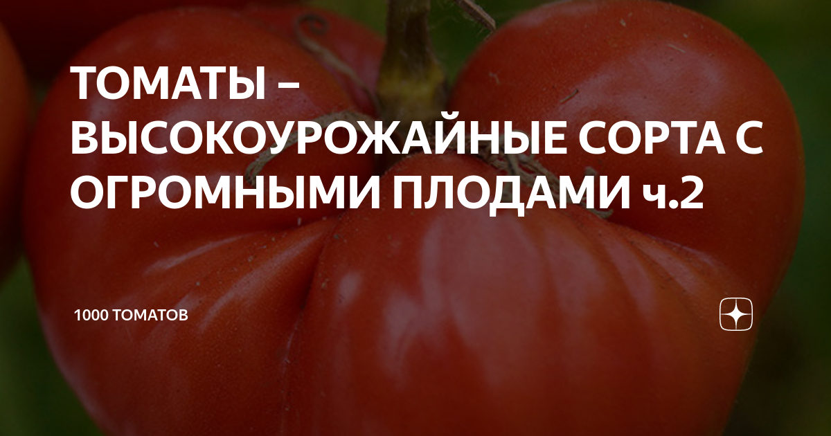 ТОМАТЫ – ВЫСОКОУРОЖАЙНЫЕ СОРТА С ОГРОМНЫМИ ПЛОДАМИ ч.2 | 1000 томатов ...
