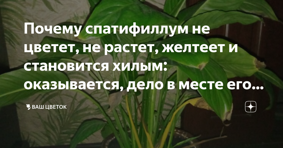 7 ошибок в уходе за спатифиллумом из-за которых у цветка сохнут листья