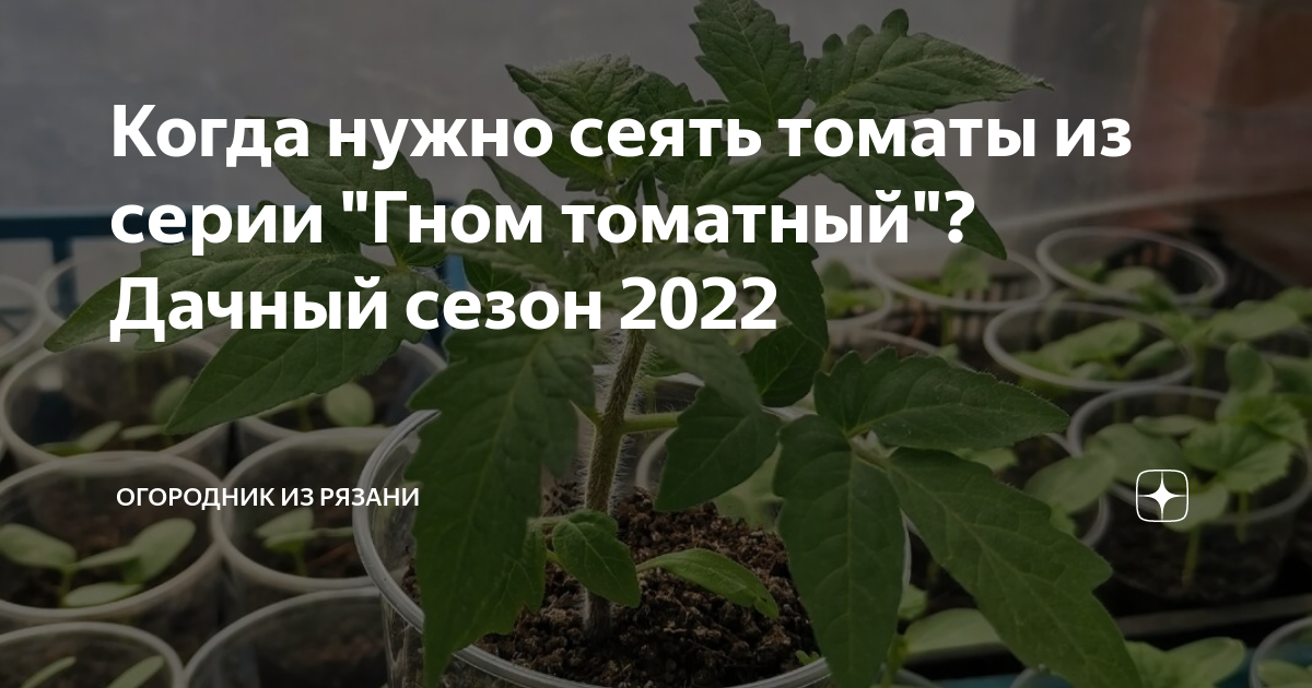 Когда надо сеять помидоры. Огородник из Рязани