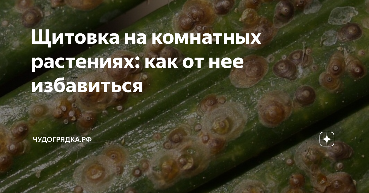 Щитовка на комнатных растениях