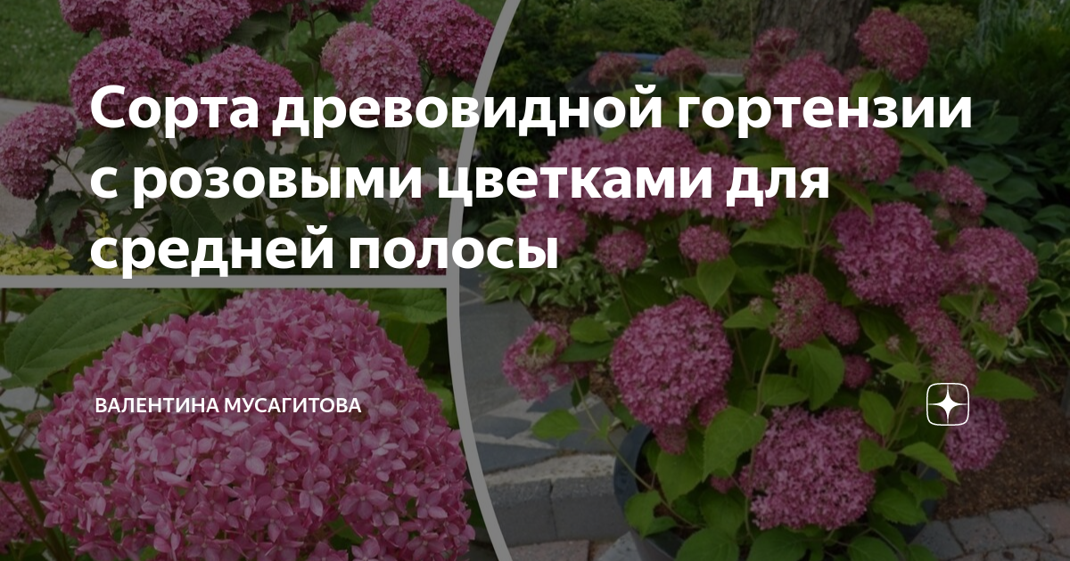 Сорта древовидной гортензии с розовыми цветками для средней полосы ...