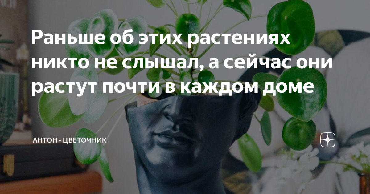 Раньше об этих растениях никто не слышал, а сейчас они растут почти в ...