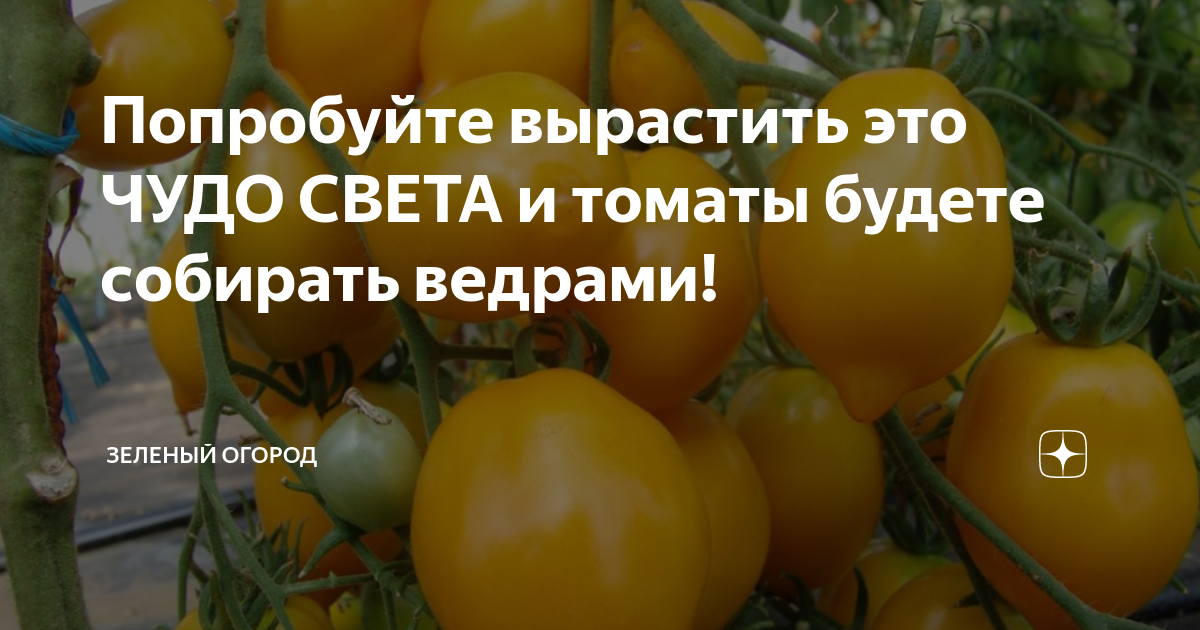 Попробуйте вырастить это ЧУДО СВЕТА и томаты будете собирать ведрами ...