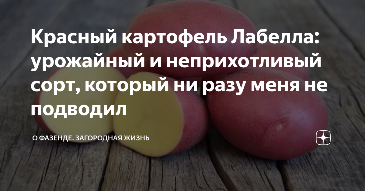 Красный картофель Лабелла: урожайный и неприхотливый сорт, который ни ...
