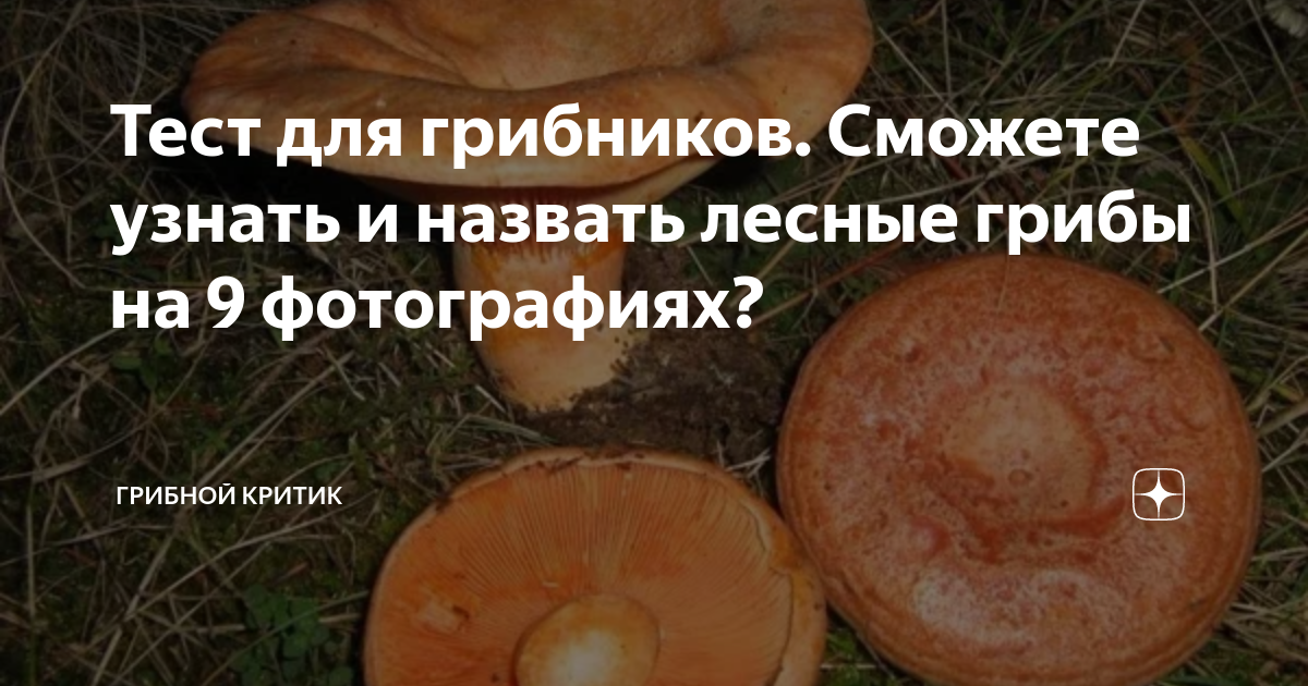 Тест для грибников. Сможете узнать и назвать лесные грибы на 9 ...