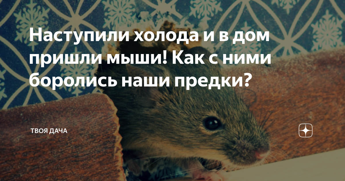 Наступили холода и в дом пришли мыши! Как с ними боролись наши предки ...