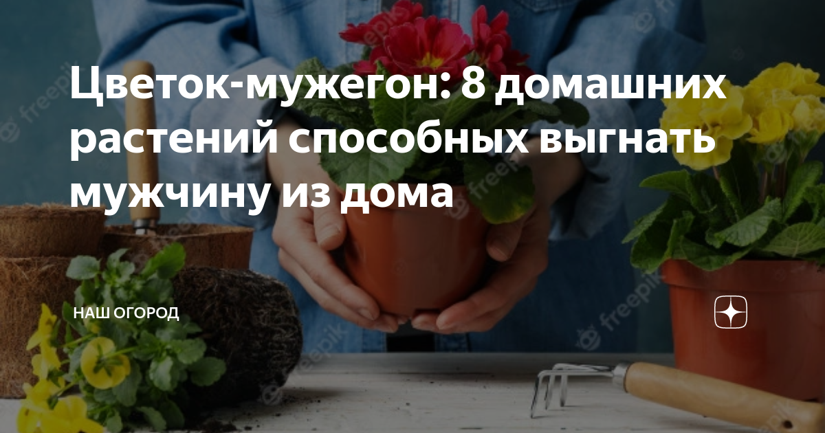 Цветок-мужегон: 8 растений, способных изгнать мужчину из дома | 4Home | Дзен