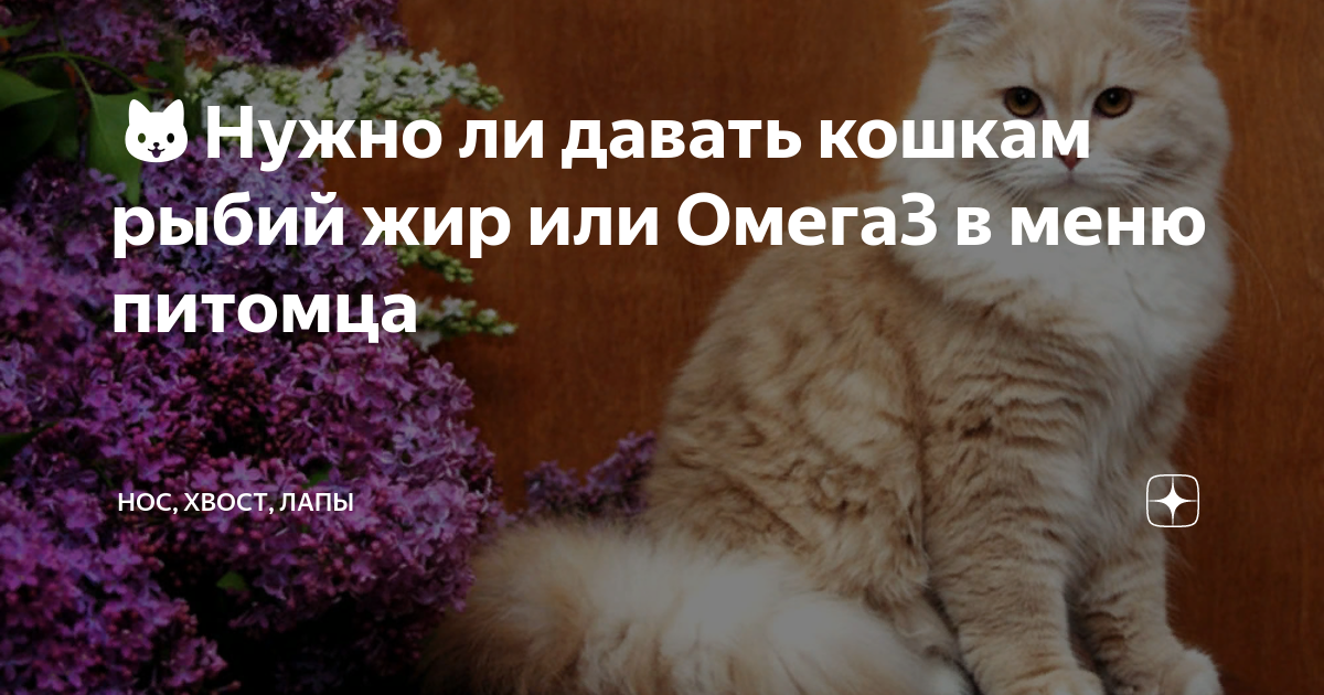 🐱Нужно ли давать кошкам рыбий жир или Омега3 в меню питомца | Нос ...