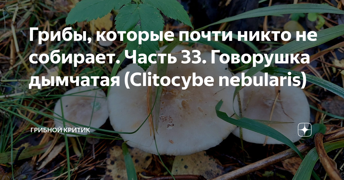 Грибы, которые почти никто не собирает. Часть 33. Говорушка дымчатая ...