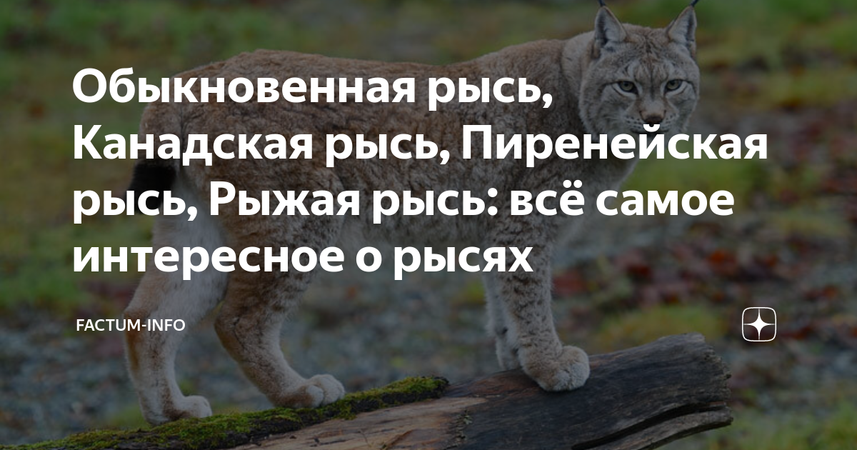 Из квартиры в Москве сбежала рысь, сообщили СМИ