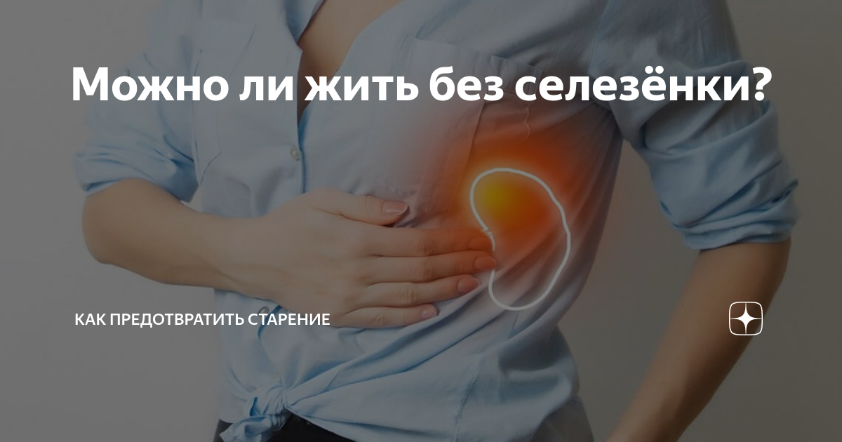 Как люди живут без селезенки?