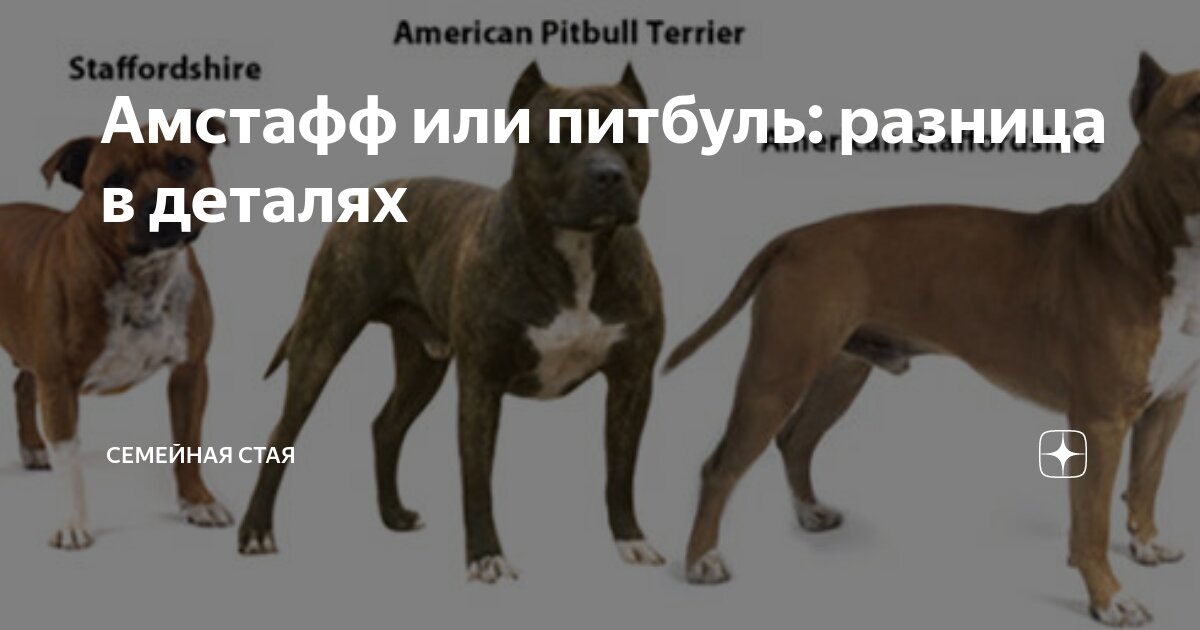 Стафф и питбуль разница. Американский стаффордширский терьер и питбуль разница. Питбуль и амстафф разница. Ам стафф против питбуля. Отличие питбуля от стаффордширского терьера.