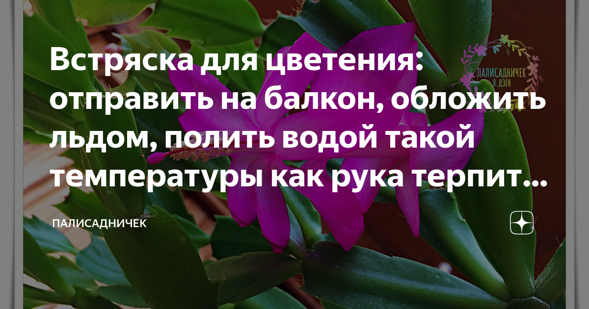 Встряска для цветения: отправить на балкон, обложить льдом, полить ...