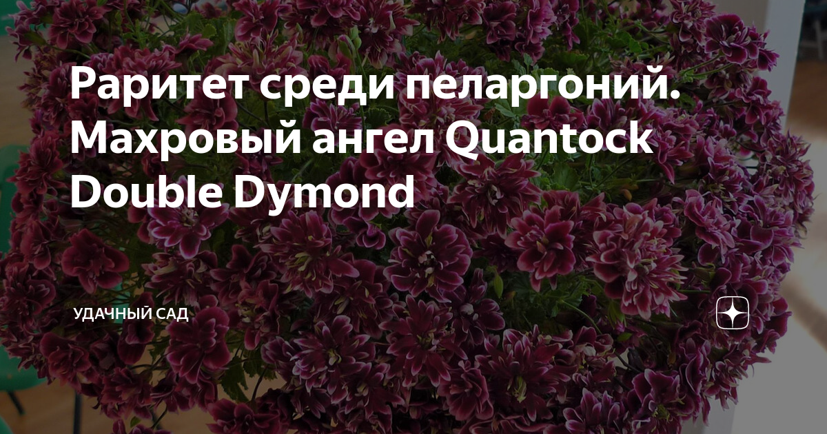 Пеларгония Quantock Double Diamond — описание, фото и характеристики сорта