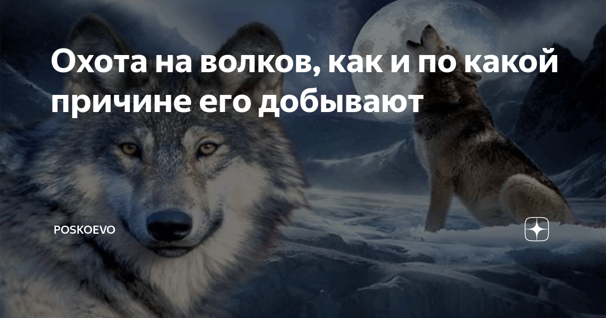 Волчатник Перегудов не дает спускуни хищникам, ни людям