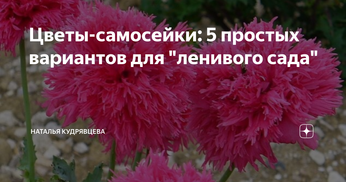 Цветы-самосейки: 5 простых вариантов для "ленивого сада" | Волшебный ...