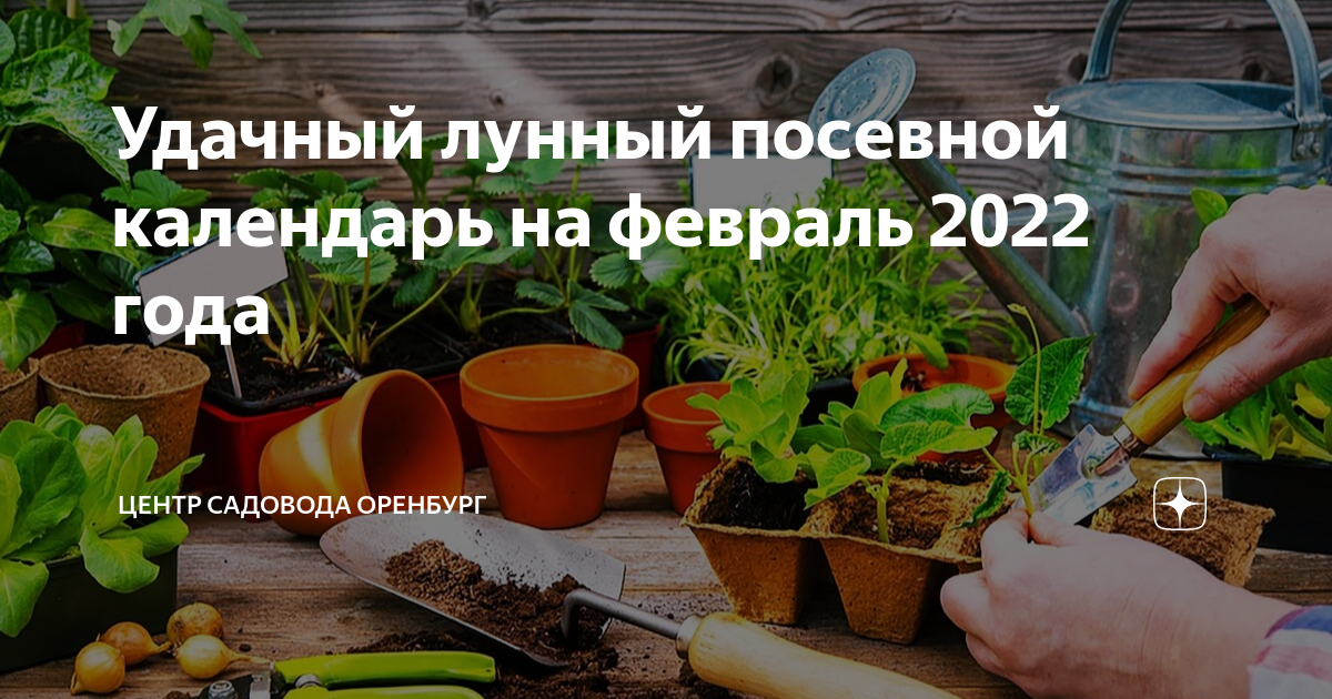 Удачный лунный посевной на февраль 2024 года