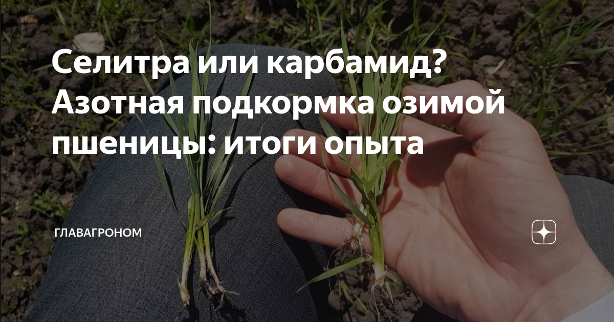 Селитра или карбамид? Азотная подкормка озимой пшеницы: итоги опыта ...