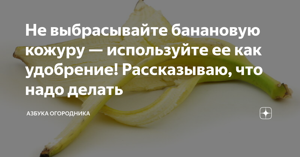 Сколько настаивать банановую кожуру для полива. Сельдереевая диета. Как сделать настойку из кожуры банана для полива цветов. Сельдереевая диета для похудения правильный рецепт.