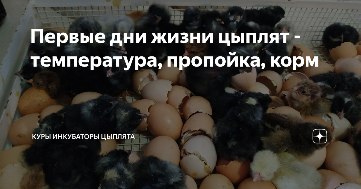 Первые дни жизни цыплят - температура, пропойка, корм | Куры инкубаторы ...
