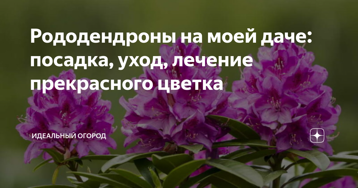 Садовый рододендрон – описание с фото, посадка, уход, виды, сорта, размножение и болезни