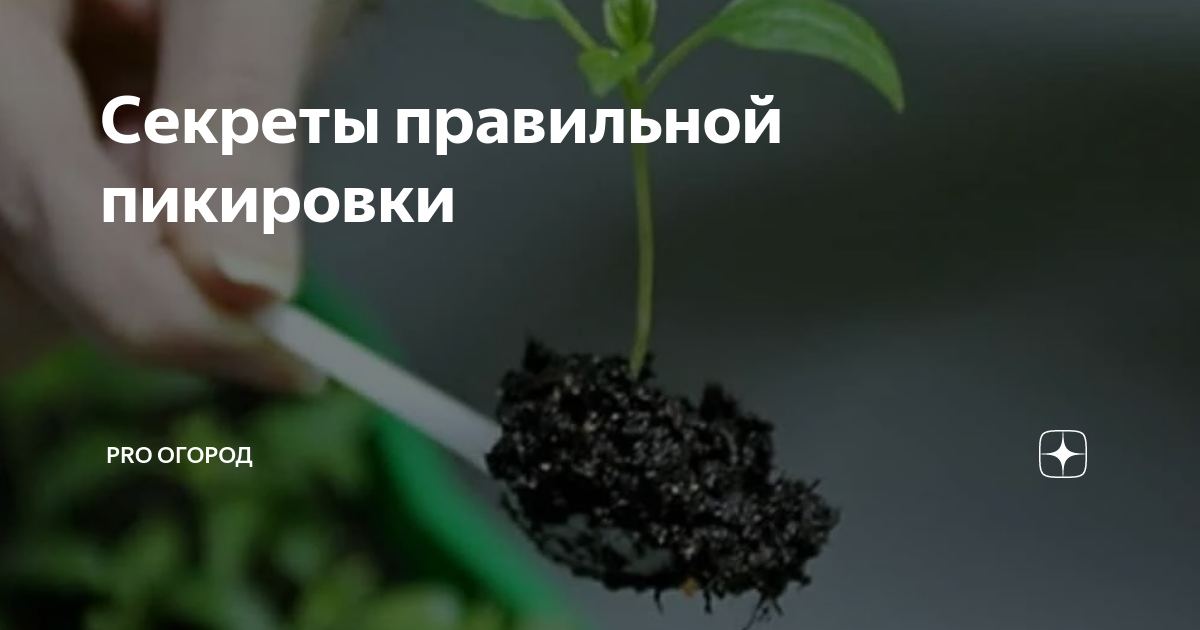 Секреты правильной пикировки | PRO ОГОРОД | Дзен