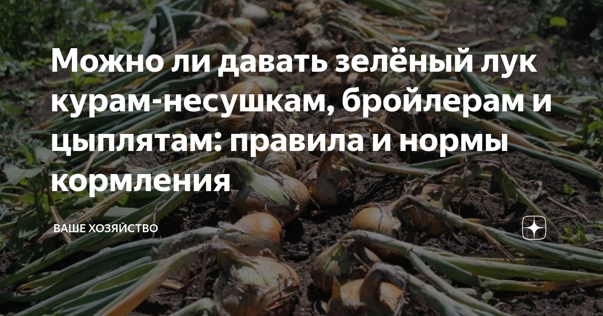 Лук цыплятам с какого дня. Можно ли кормить курей репчатым луком. Можно ли давать репчатый лук курам несушкам зимой