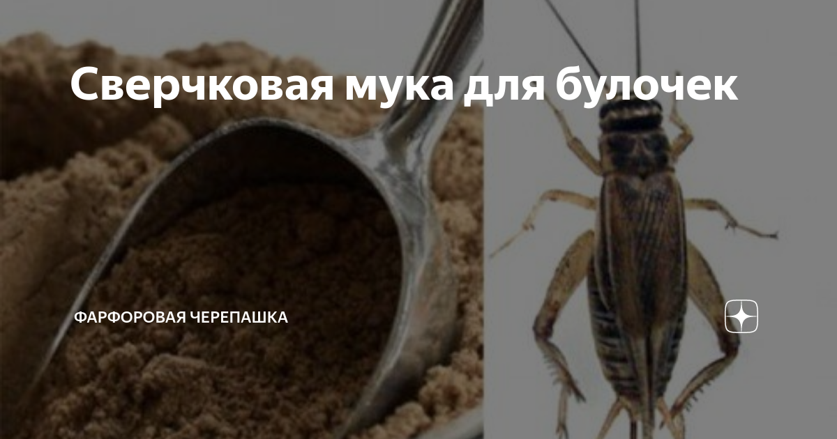 Сверчковая мука для булочек | Фарфоровая черепашка | Дзен