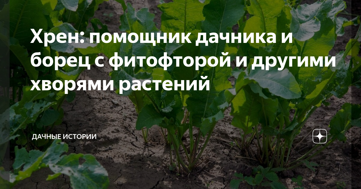 Хрен: помощник дачника и борец с фитофторой и другими хворями растений ...