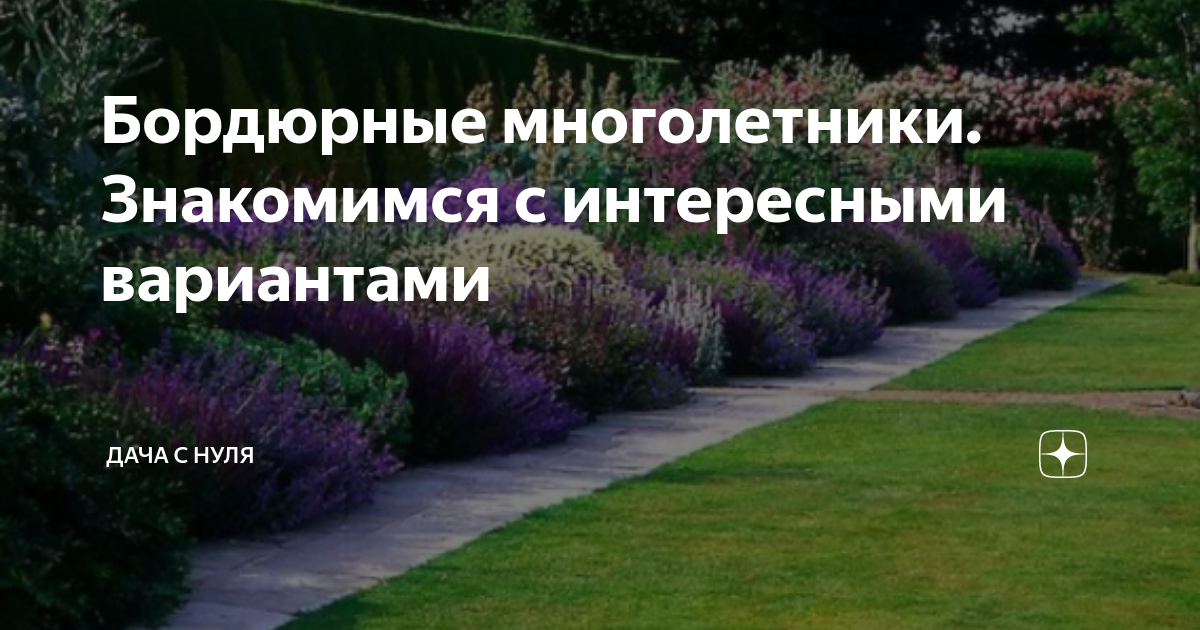 Бордюрные многолетники. Знакомимся с интересными вариантами | Дача с ...