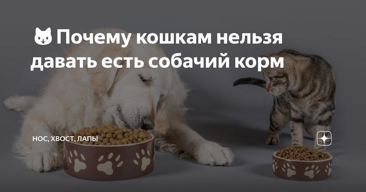 Почему кошкам нельзя сухой корм