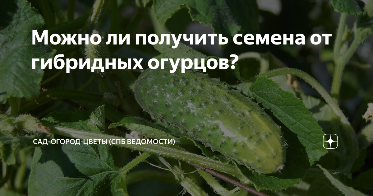 Собрать семена с гибридов. Получение семян от сортовых огурцов. Гибридные семена. Гибрид огурца Crazy Bundle f1. Ход получения гибрида огурца