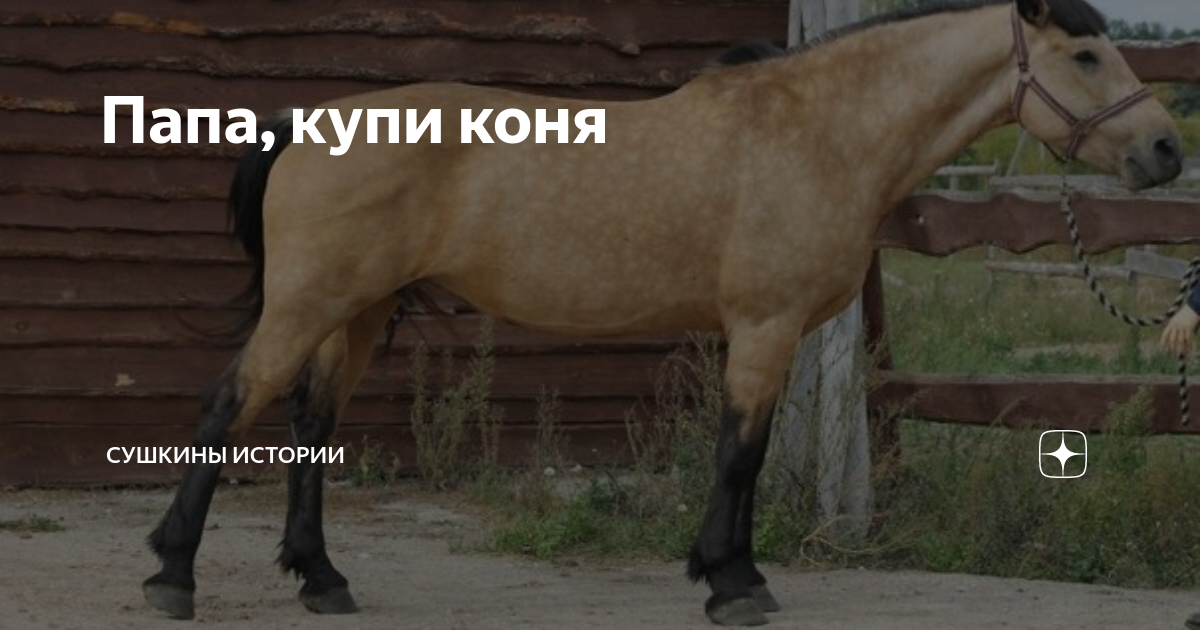 Папа, купи коня | Сушкины истории | Дзен