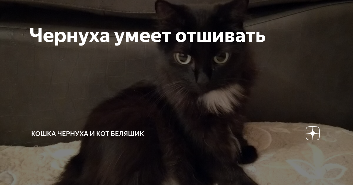 кошка чернуха и кот беляшик дзен. дзен коты беляшик и чернуха. кошка чернуха. дзен коты беляшик и чернуха. кошка чернуха.