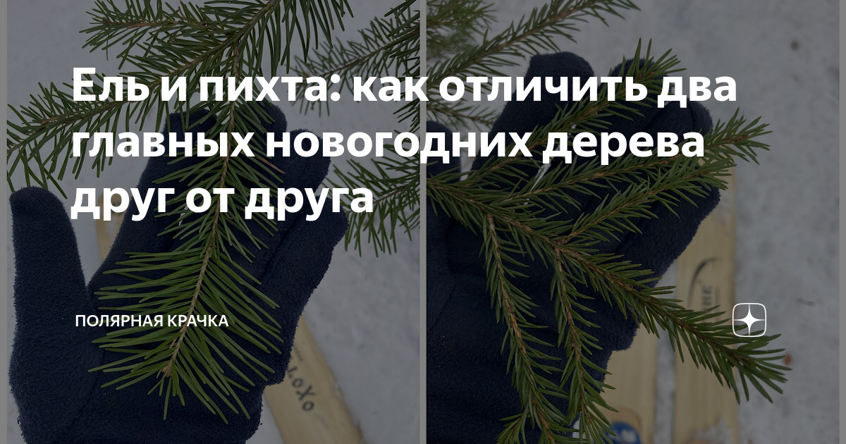 Ель и пихта: как отличить два главных новогодних дерева друг от друга ...