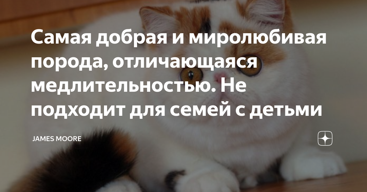 Мур мур дзен. Кошачья речь. Кошки понимают человеческую речь. Оказывается коты понимают человеческую речь но им. Как понять Кошачья речь