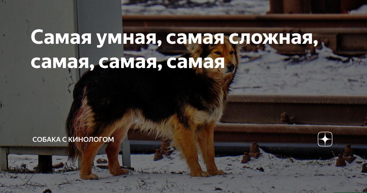 Самая умная, самая сложная, самая, самая, самая | Собака с кинологом | Дзен
