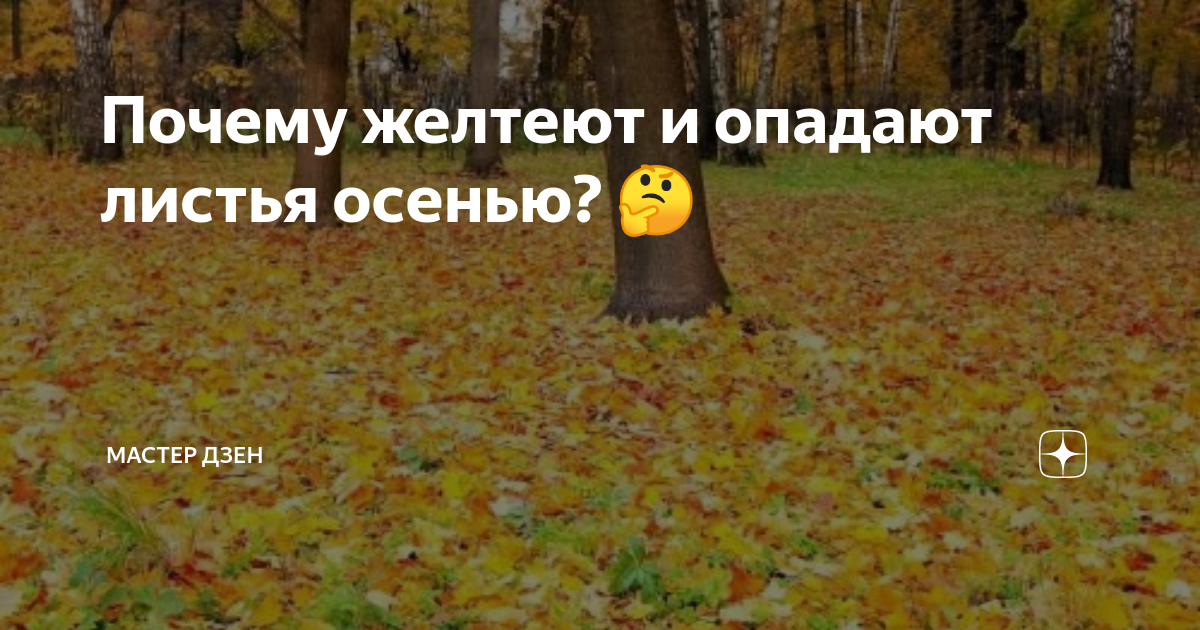 Золотая пора: почему осенью листья желтеют и опадают?