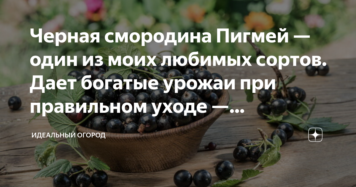 Черная смородина Пигмей — один из моих любимых сортов. Дает богатые ...