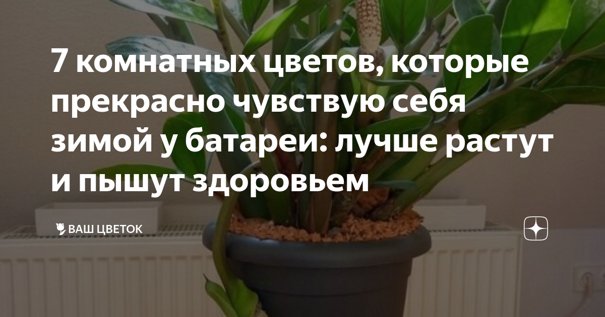 7 комнатных цветов, которые прекрасно чувствую себя зимой у батареи ...