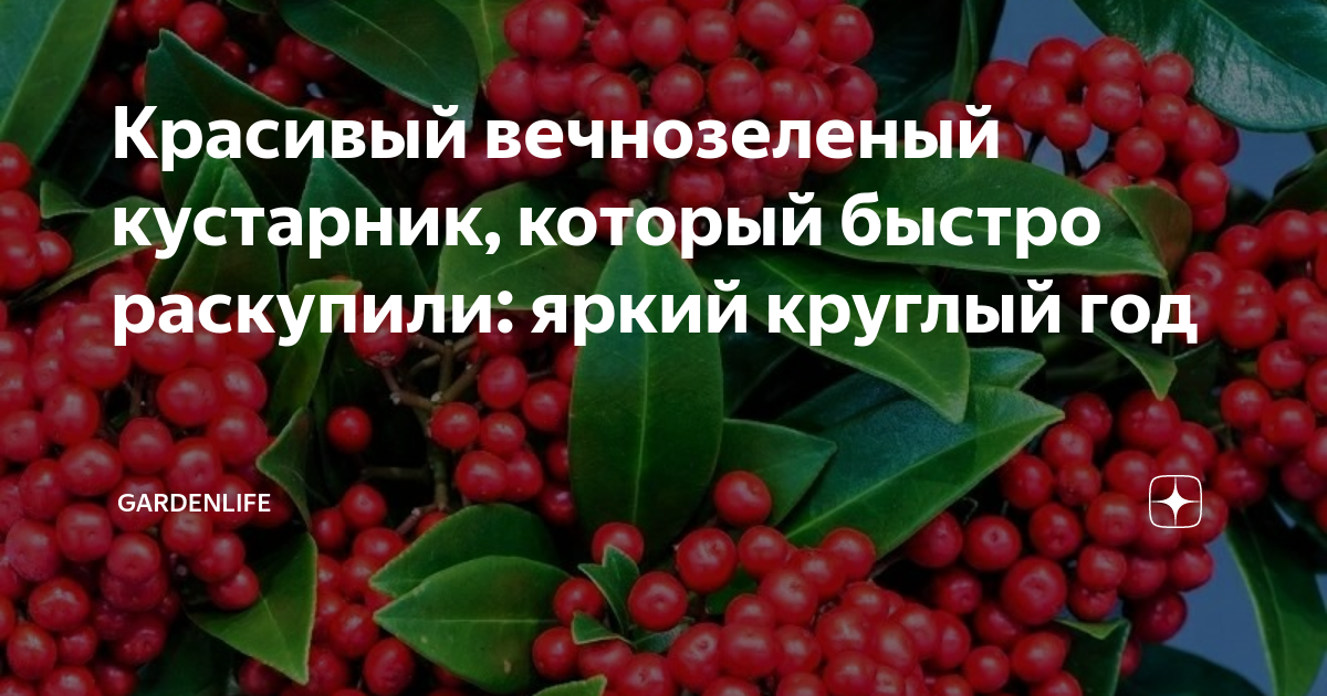 Красивый вечнозеленый кустарник, который быстро раскупили: яркий ...