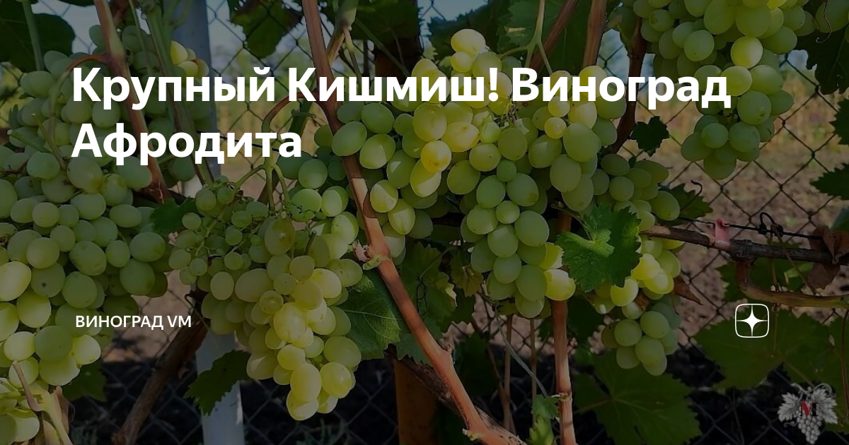 Інтернет-магазин садових рослин. Доставка