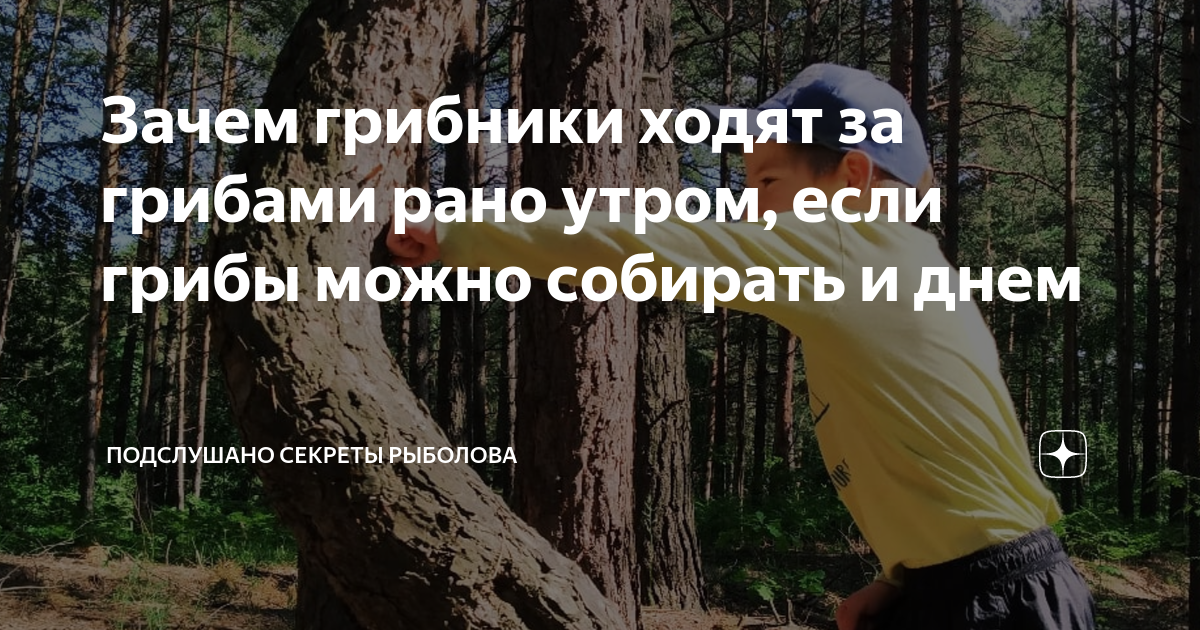 К чему снится 😴 Гриб во сне — по 90 сонникам! Если видишь во сне Гриб что значит?