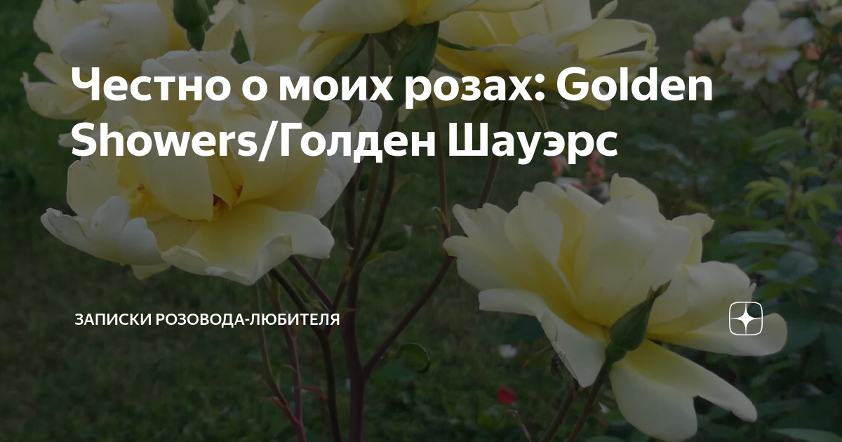 Честно о моих розах: Golden Showers/Голден Шауэрс | Записки розовода ...