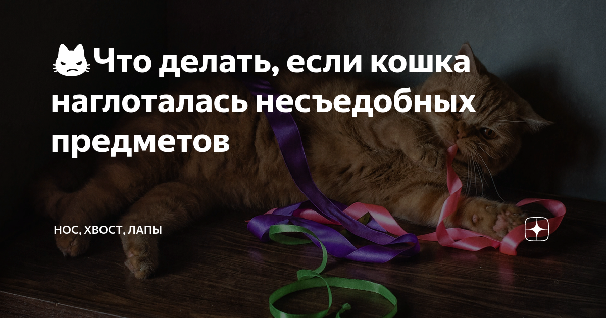 как снять заложенность носа у кота