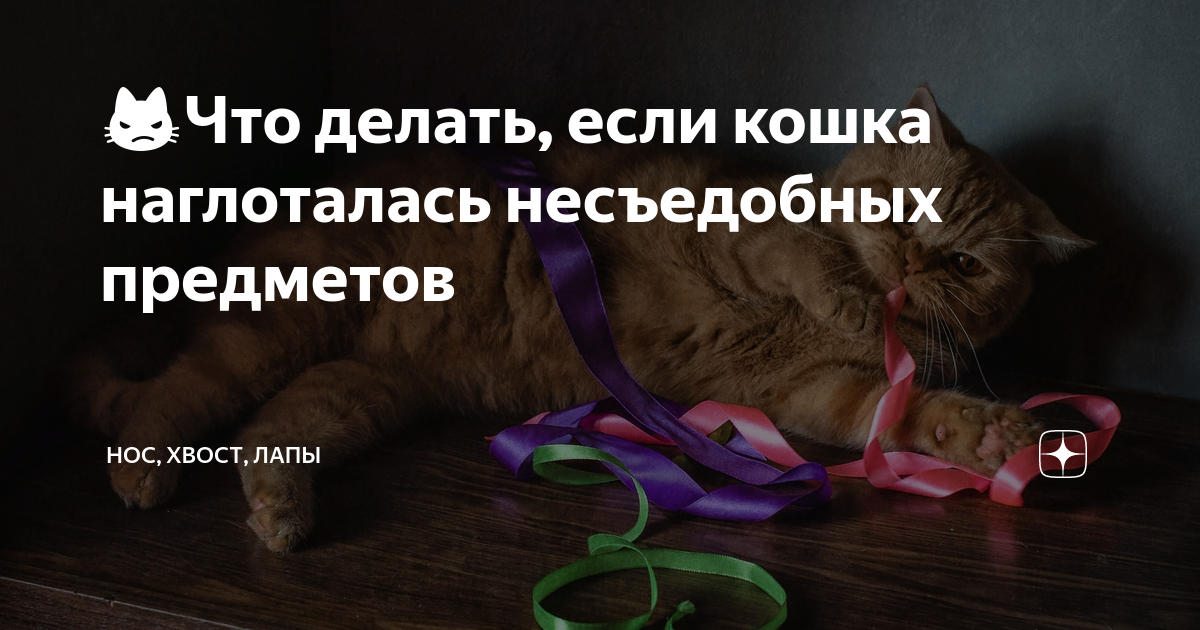 кот не может глотать что делать