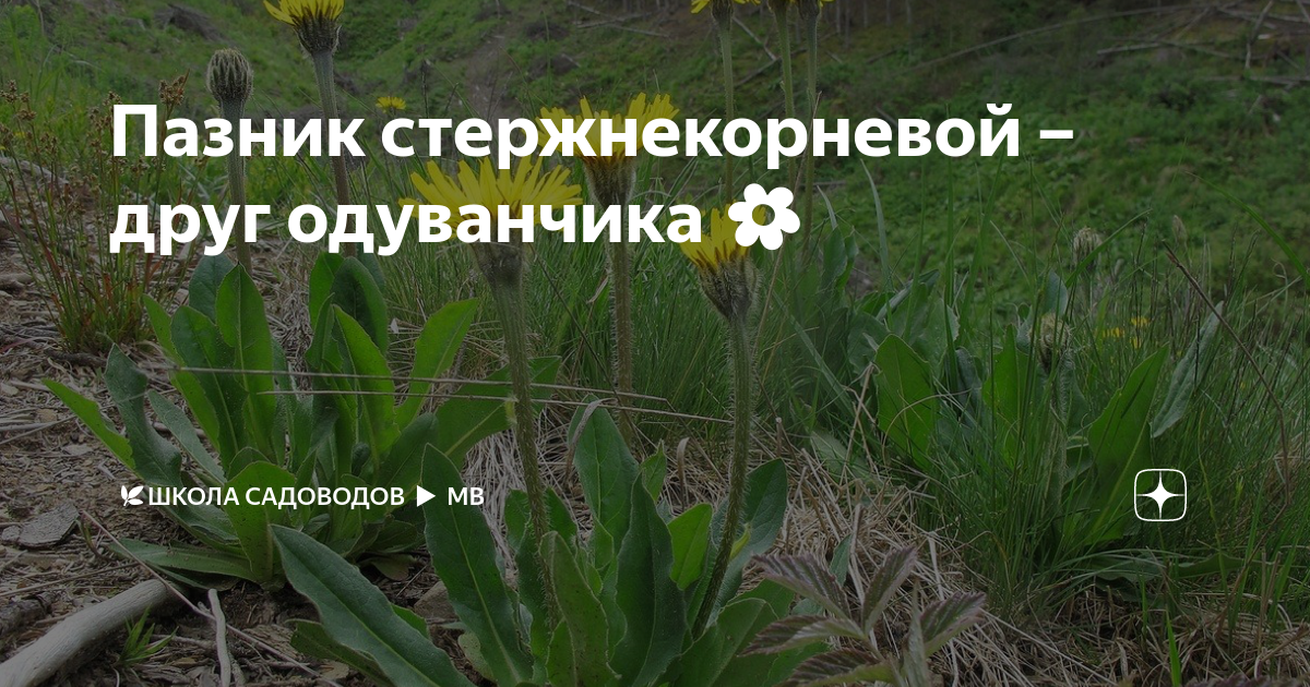 Пазник стержнекорневой – друг одуванчика