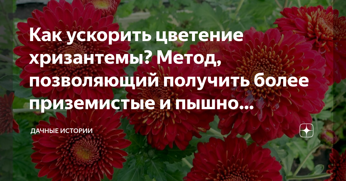 Хризантемы отцвели что делать. Как ускорить цветение хризантем. Отцвели хризантемы романс. Отцвели хризантемы в саду романс картинка.